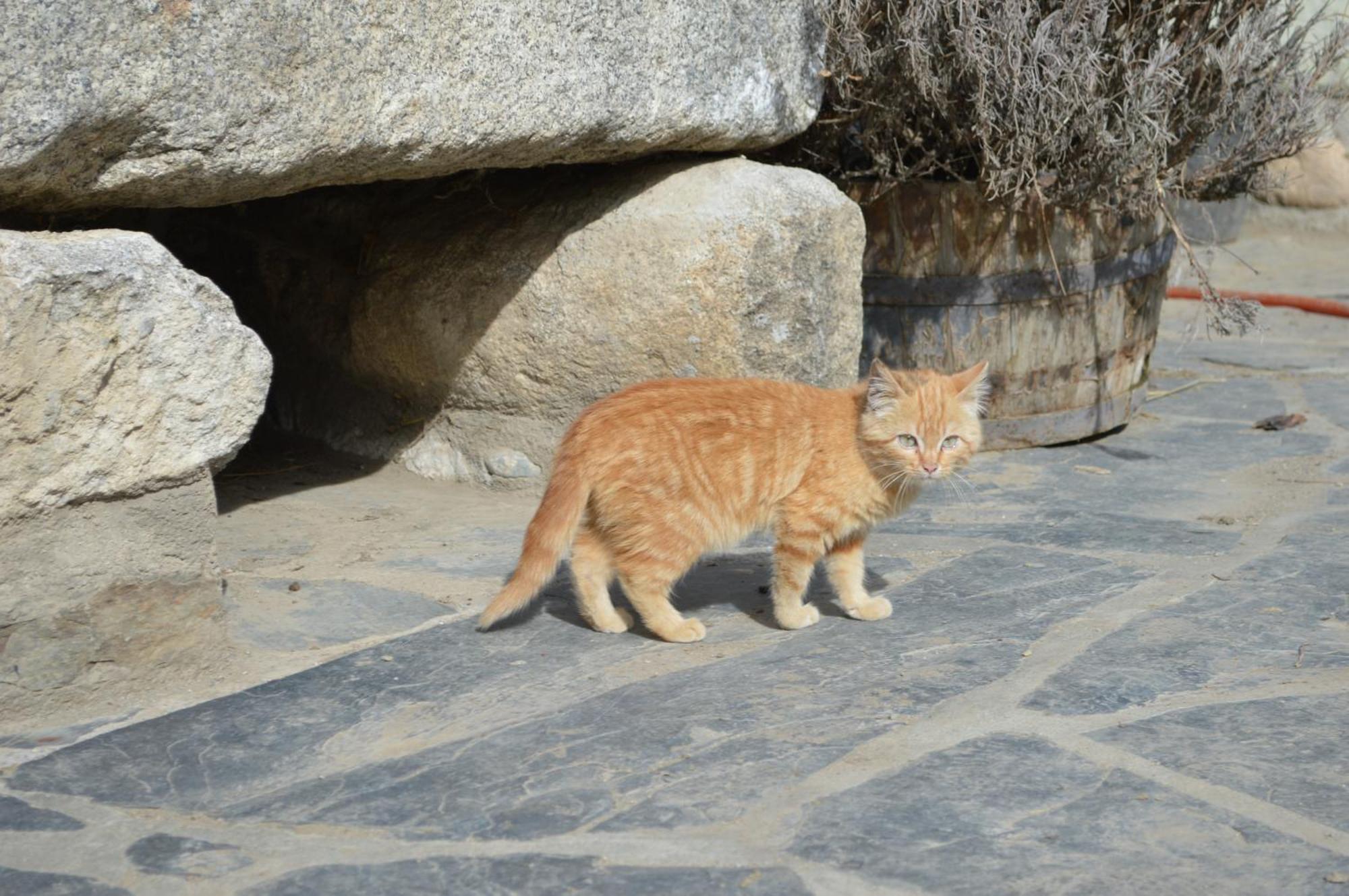 Cal Pascual Konuk evi Les Pereres Dış mekan fotoğraf
